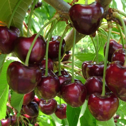 Вишня Норд Старт