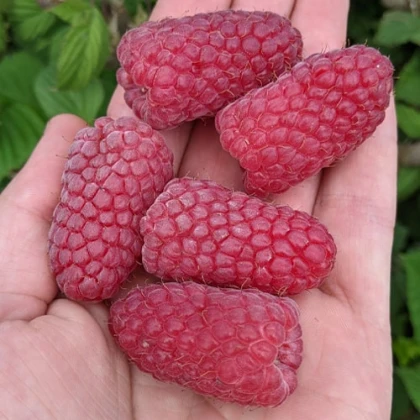Малина Пшехиба 5 садж.