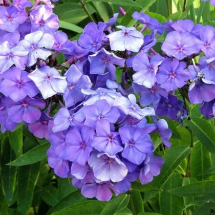 Флокс Блю Бой (Blue Boy)