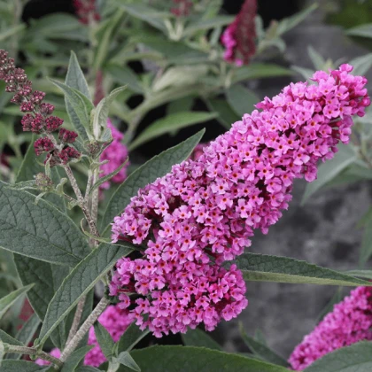 Буддлея Давида сорт Pink Delight