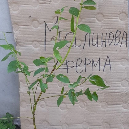 Лохина Дюк  2 роки