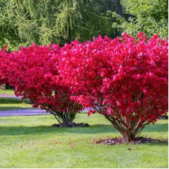 Бересклет Red Cascad