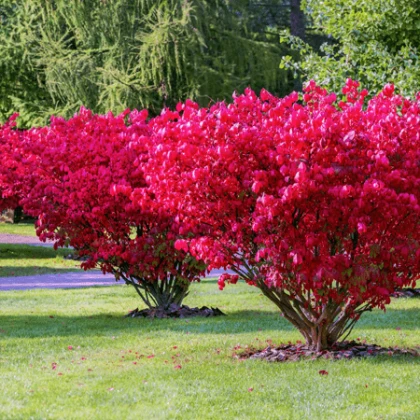 Бересклет Red Cascad