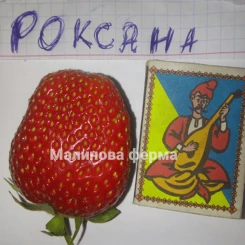 Полуниця Роксана 10шт.