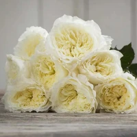 Роза Пейшнс
