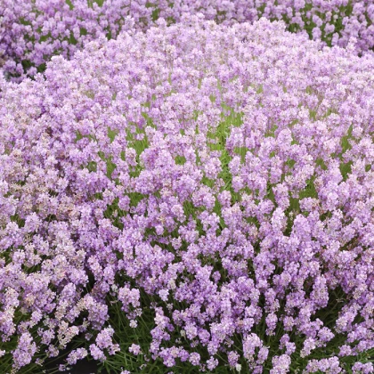 Лаванда Rosea