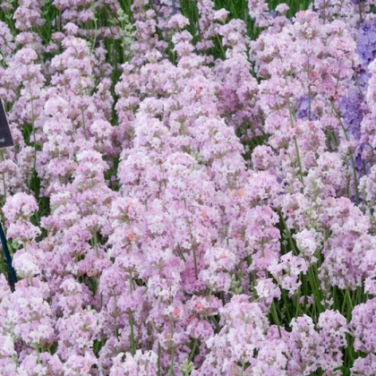 Лаванда Rosea