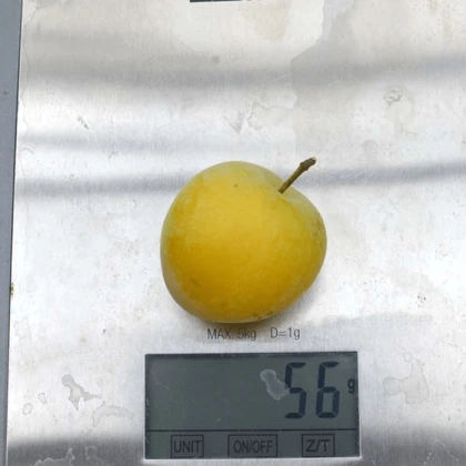 Слива диплоїдна Широ
