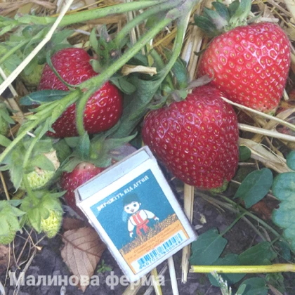 Полуниця Сірія 25 шт