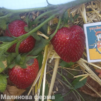 Полуниця Сірія 25 шт