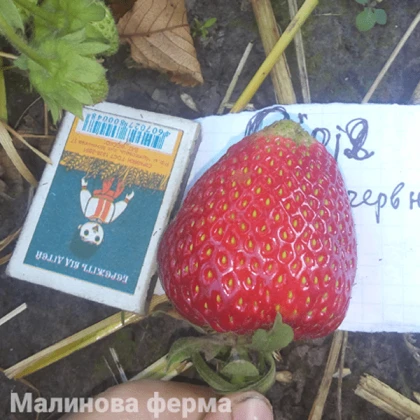 Полуниця Сірія 25 шт