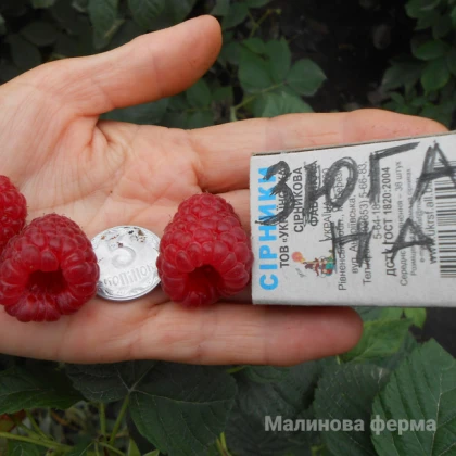 Малина Зюгана  5 садж.