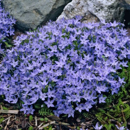 Кампанула Garganica Major