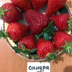 Полуниця Сандра 10 шт у касеті