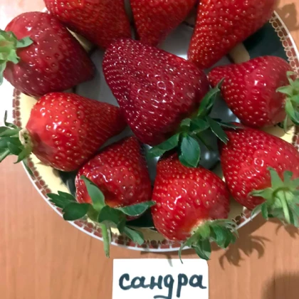 Полуниця Сандра 10 шт у касеті Полуниця Сандра 10 шт у касеті