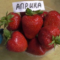 Полуниця Апріка 10 шт у касеті 