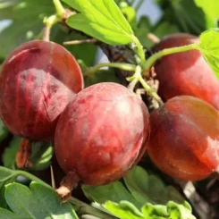 Агрус Кулон