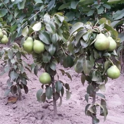 Колоновидна груша Люсі