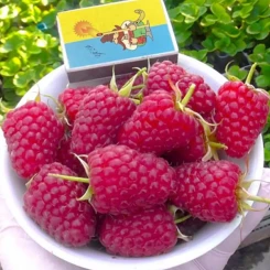 Малина Карамелька 5 шт