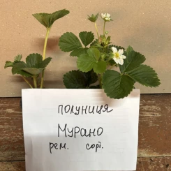 Полуниця Мурано 10 шт. в контейнері