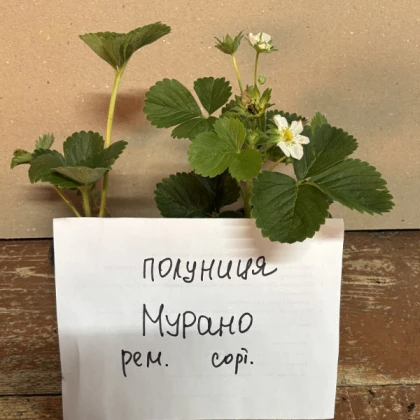 Клубника Мурано 10 шт. в контейнере