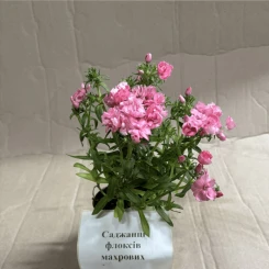 Флокс махровий Mix