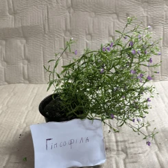 Гіпсофіла однорічна