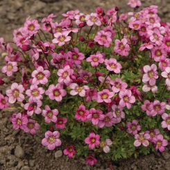 Камнеломка Marto Rose