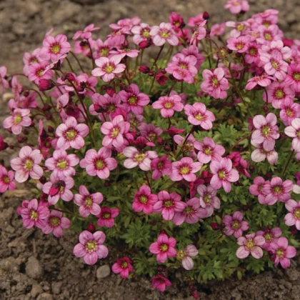 Камнеломка Marto Rose