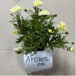 Саджанці Аргерантемуму Аргенте Лум