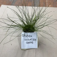 Саженцы Брызги шампанского