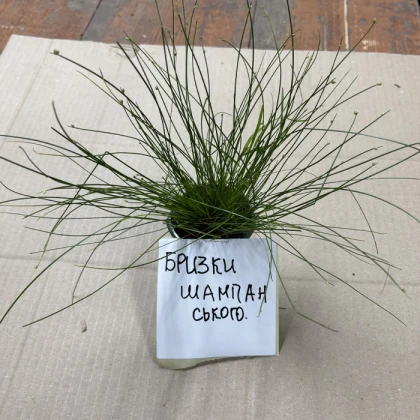 Саджанці Бризки шампанського