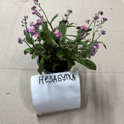Саджанці Незабутки