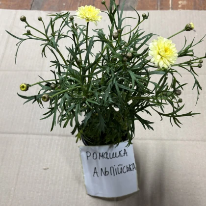Саджанці Ромашки альпійської жовта в контейнері