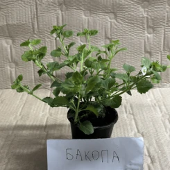 Саджанці бакопи