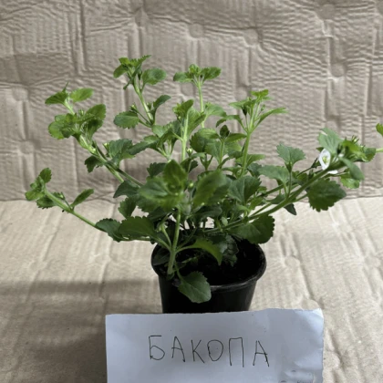 Саджанці бакопи