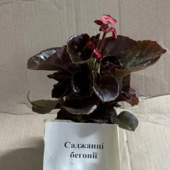 Саджанці бегонії
