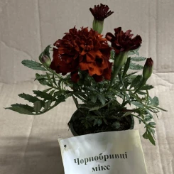 Саджанці чорнобривців мікс 