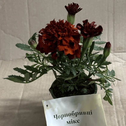 Саджанці чорнобривців мікс