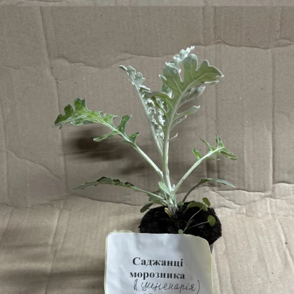 Саджанці цинерарії