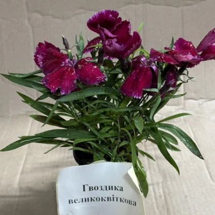 Саджанці гвоздики великоквіткової