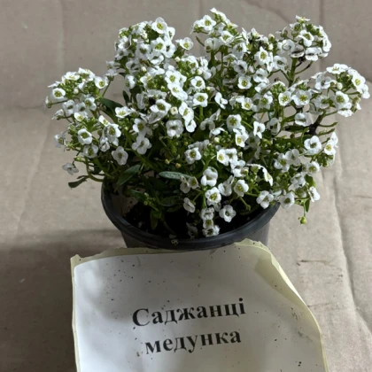 Саджанці медунки