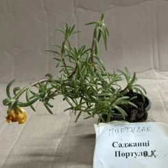 Саджанці портулак