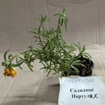 Саджанці портулак