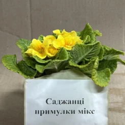 Саджанці примулки мікс