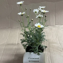 Саджанці ромашки малої