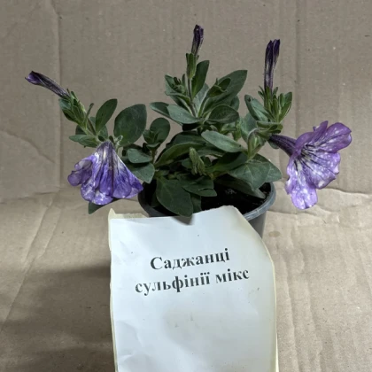 Саджанці сурфінії Mix