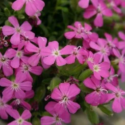 Сапонарія Bressingham Pink