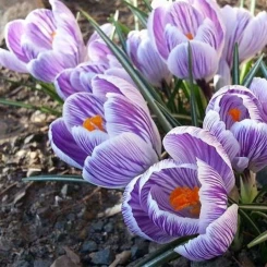 Крокус Кінг оф зе Страйпд 5шт.