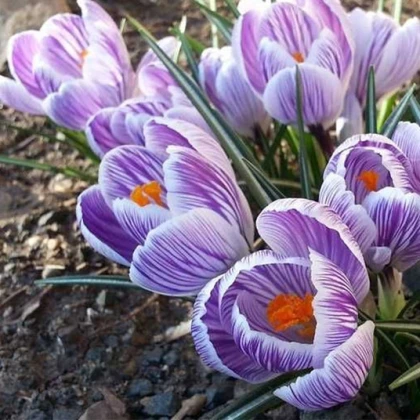 Крокус Кінг оф зе Страйпд 5шт.